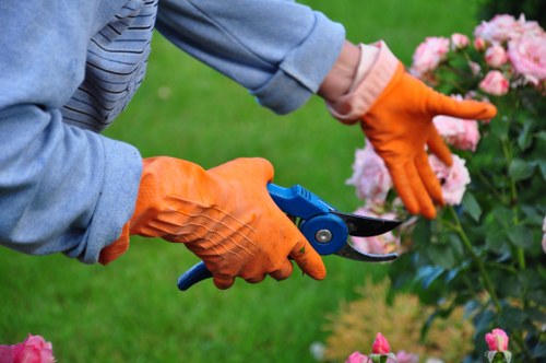 Free quote assessment for tree work at a Twickenham property