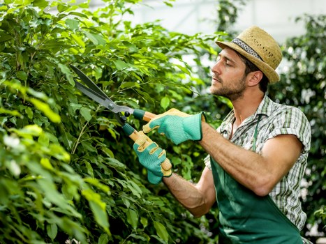 Commercial hedge maintenance for a Twickenham business frontage