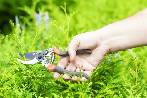 Professional checking a mature tree for signs of decay and structural issues