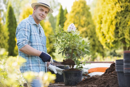 Mature trees requiring professional assessment in a residential area